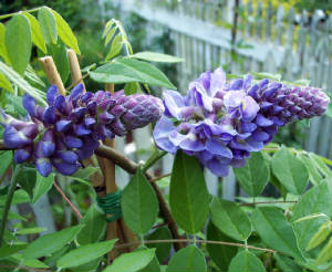 پیچ گلیسین آمریکایی